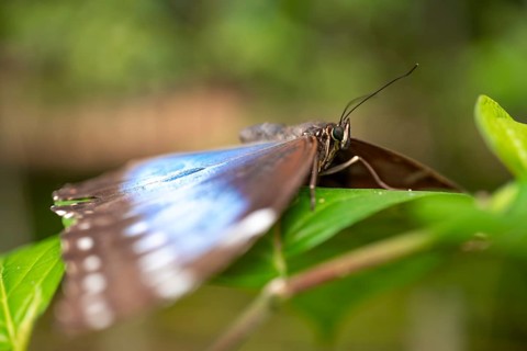 Morpho helenor, blue morpho butterfly sitting on a leaf, Alajuela province, Costa Rica, Central