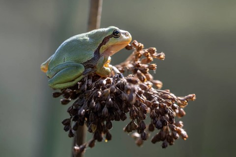 Tree frog (Hyla arborea), Lower Saxony, Germany, Europe