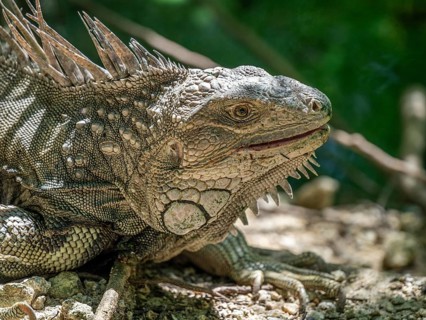 Green iguana (Iguana iguana), Aviario Nacional de Colombia, Via Baru, Province of Cartagena,