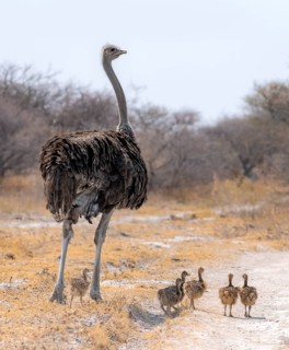 Common ostrich (Struthio camelus), adult female with young, chicks, animal family, African