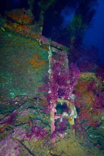 Beautiful underwater play of colours of Violescent sea-whip (Paramuricea clavata) on an old wreck,