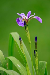 American marsh iris (Iris versicolor), flower, in bloom, at a pond, Ellerstadt, Germany, Europe