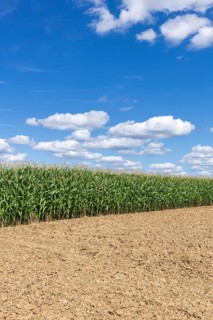 Symbolic image, renewable energies, maize plants, field, biogas plant, feed maize, immature,