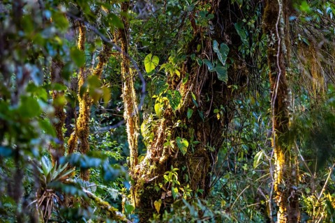 Dense vegetation in the cloud forest, mountain rainforest, Parque Nacional Los Quetzales, Costa