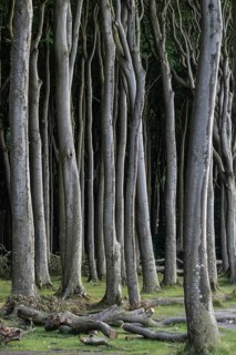 Beech forest (Fagus sylvatica), Ghost Forest Nienhagen, Mecklenburg-Western Pomerania, Germany,