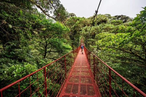 Red suspension bridge between the treetops in the rainforest, Monteverde cloud forest, Monte Verde,