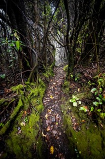 Narrow hiking trail through foggy rainforest, dense vegetation, Poás National Park, central