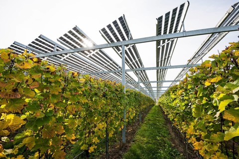 Solar plant in the vineyard, solar cells, solar modules, solar power plant, photovoltaic plant,