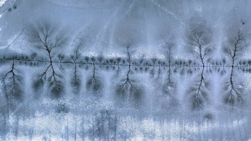 Aerial view, lake landscape, reed bed, flooded area, biotope, habitat, Elbe floodplain, floodplain