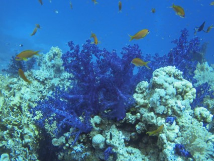 Soft corals on reef, dive site Ras Mohammed Shark and Jolanda Reef, Red Sea, Egypt, Africa