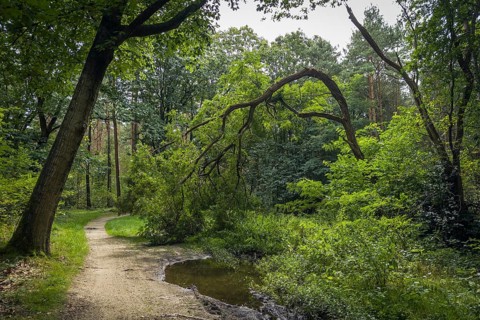 Wendelmannweg, forest path, walk cycle tour, cycle path, forest, nature, forest, nobody, Bad