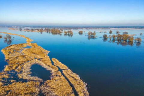 Aerial view, drone photo: Flood, flooded meadows in the floodplains along the river Oder, Groß