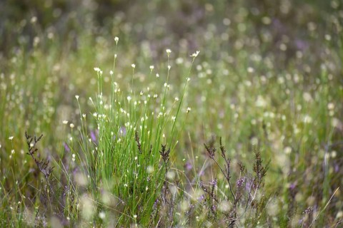 Grasses in the Pechschnait raised bog near Traunstein, Upper Bavaria, Germany, Europe