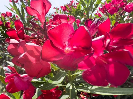 Flowering oleander (Nerium oleander), Italy, Europe