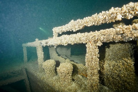 A structure of a shipwreck lying on the lake bottom covered by mussels, quagga triangle mussel