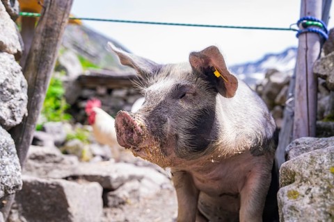 A pig stands on a stony path in front of a rustic fence in a mountain landscape, Klein Tibet,