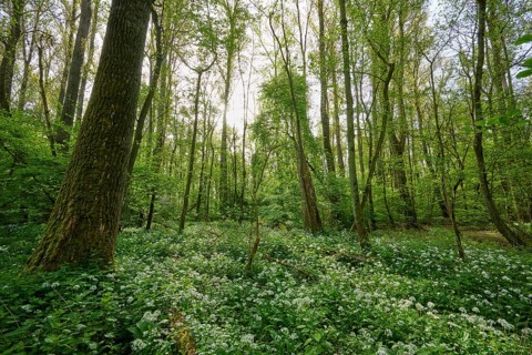 Light-flooded forest with green leaves and blooming wild garlic on the forest floor in spring,