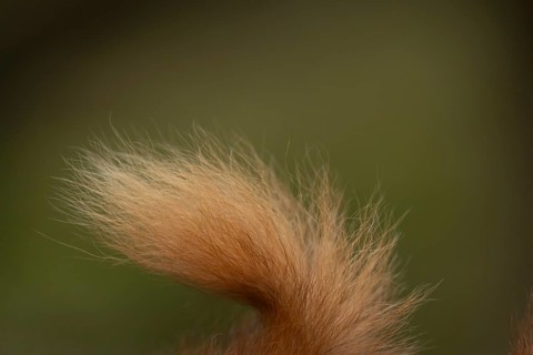 Red squirrel (Sciurus vulgaris) adult animal close up of its bushy fur tail, Yorkshire, England,