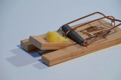 Mousetrap with piece of cheese