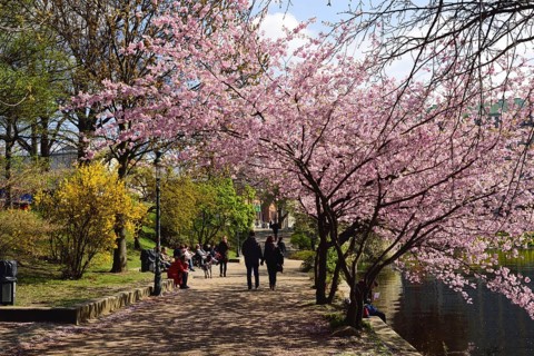 Hamburg, Alster, Frühling, Japanische Blütenkirsche