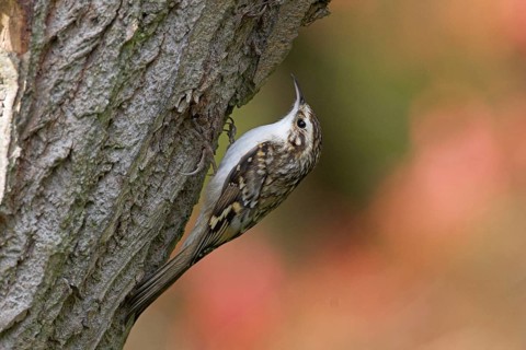 Woodcreeper, (Certhias familiaris)