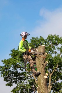 Detroit, Michigan, A worker for a tree removal service cuts down a dead tree