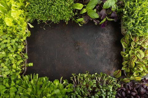 Set of boxes with microgreen sprouts of purple and green basil, sunflower, radish, sorrel, pea,