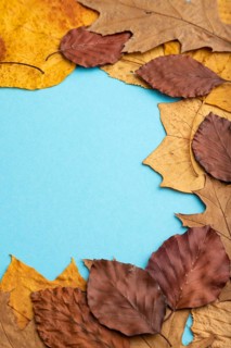 Composition with yellow and brown autumn leaves on blue pastel background. side view, still life,