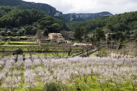 Flowering almond tree (Prunus dulcis), near Valdemossa, Serra de Tramuntana, Majorca, Balearic