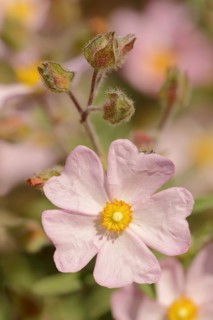 Small-flowered rockrose (Cistus parviflorus), flower, Provence, southern France