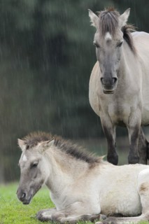 Dülmen wild horse, mare with foal in the rain, Merfelder Bruch, Dülmen, North Rhine-Westphalia,