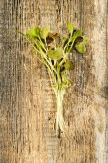 Top view of fresh mizun sprouts on wooden background