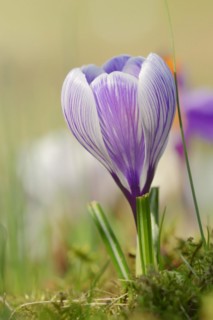 Flowering crocus (Crocus spec.) in spring, North Rhine-Westphalia, Germany, Europe