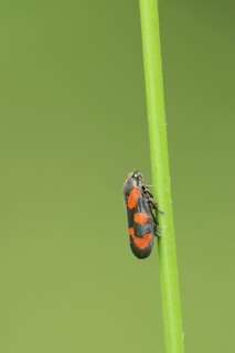 Red-and-black froghopper (Cercopis vulnerata), North Rhine-Westphalia, Germany, Europe