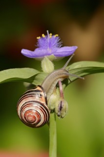 Grove snail (Cepaea nemoralis) on garden three-master flower (Tradescantia andersoniana), flower,