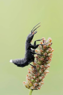 Devil's coach-horse beetle (Ocypus olens) in defence posture, North Rhine-Westphalia, Germany,