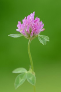 Red clover (Trifolium pratense), flower, North Rhine-Westphalia, Germany, Europe