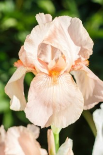 Beautiful multicolored iris flower bloom in the garden. Close up, fragility and summer concept