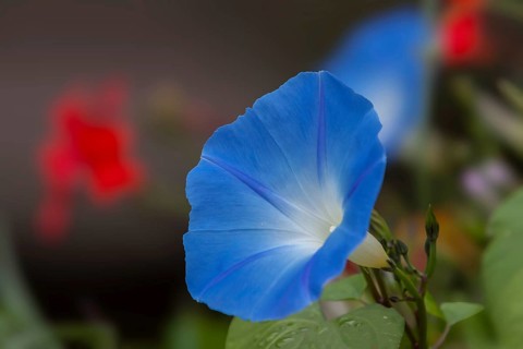 Sky blue morning glory (Ipomea), Brittany, France, Europe