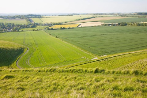 Summer view of arable fields and chalk landscape from Cherhill Down escarpment, Wiltshire, England,