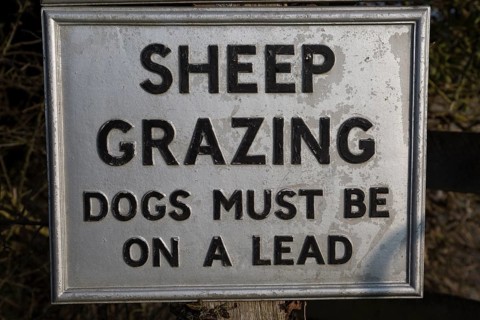 Sheep Grazing dogs must be on a lead sign Windmill Hill, a Neolithic causewayed enclosure, near