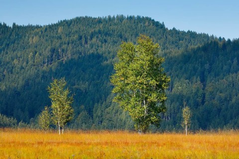 Birches in the Rothenthurm raised bog, Canton Schwyz, Switzerland, Europe
