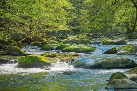 Clear mountain river Bode with green vegetation and sunlit stones, rocks, boulders, moss, rapids,