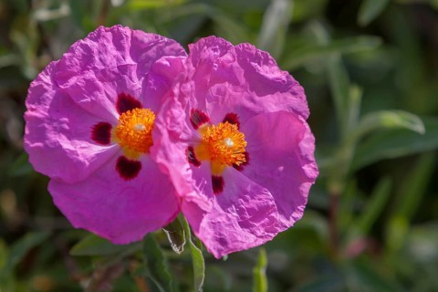 Orchid rock rose (Cistus x purpureus), Tuscany, Italy, Europe
