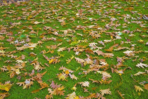 Fallen brown and yellow Quercus, Oak tree leaves on Poa pratensis, Kentucky Bluegrass lawn in