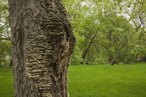 Close-up of large Acer, Maple tree trunk and bark covered with Mushroom, Fungi growth in spring,
