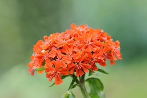 Burning love or scarlet campion (Lychnis chalcedonica, Silene chalcedonica), inflorescence,