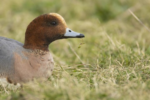 Eurasian wigeon duck (Mareca penelope) adult male bird feeding on grassland, England, United