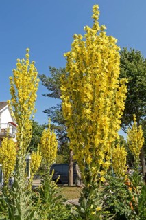 Mulleins (Verbascum), yellow, flowers, Wustrow, Darß, Mecklenburg-Vorpommern, Germany, Europe