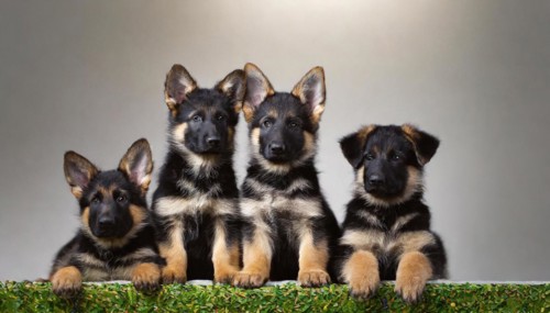 Pets, Dog, German Shepherd, Puppies, AI-generated, AI generated